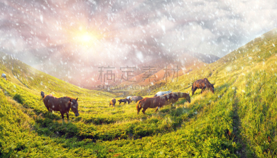 马,兽群,在上面,美,水平画幅,雪,美人,夏天,户外,草