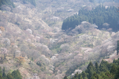 樱桃树,吉野山,水平画幅,樱花,无人,日本,桃,吉野郡,春夏系列,脆弱