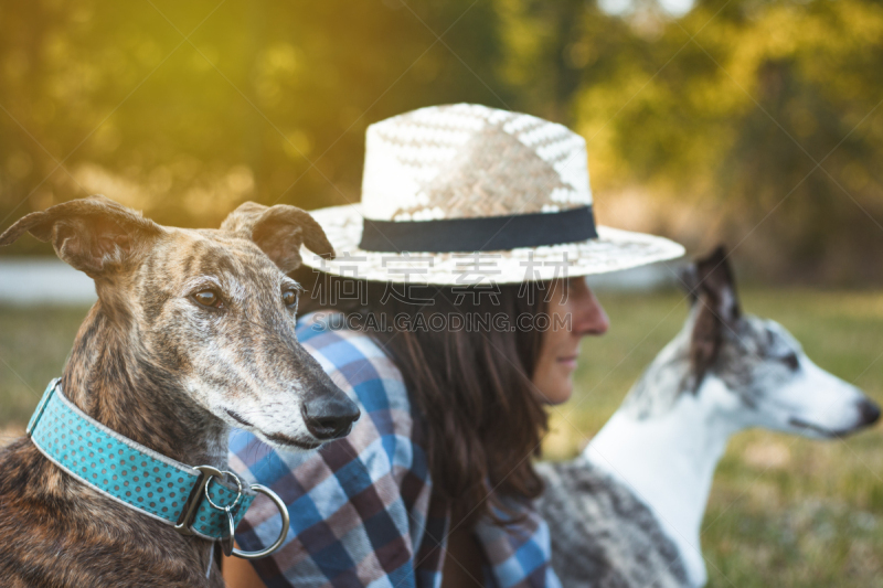 业主,灰猎犬,狗,自然,小灵狗,女性,西班牙,女人,选择对焦,水平画幅