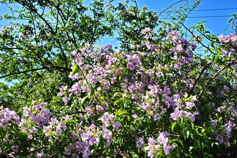 三角梅,自然美,天空,美,休闲活动,水平画幅,无人,木兰纲,特写,植物