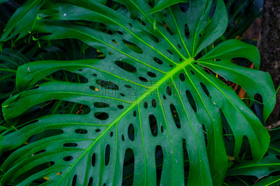 植物群,植物园,水,美,兰花,公园,水平画幅,形状,无人,热带雨林