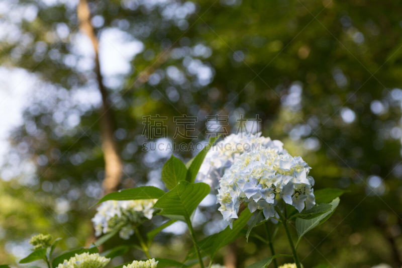 八仙花属,镰仓市,雨季,美,公园