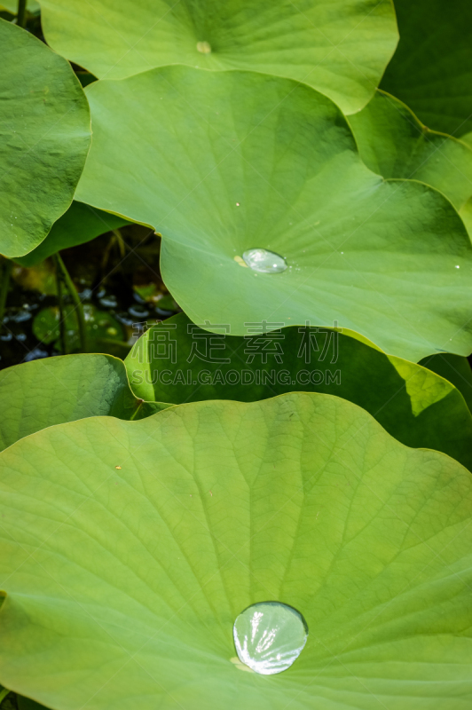 水,荷花,叶子,水滴,叶表皮,叶脉,植物细胞,垂直画幅,美,留白