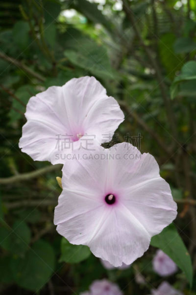 牵牛花,灌木,垂直画幅,美,枝繁叶茂,无人,户外,特写,泰国,明亮