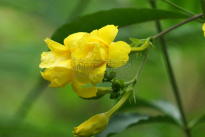 黄色,仅一朵花,自然,芳香的,水平画幅,无人,浪漫,毛莨科,软枝黄蝉,特写