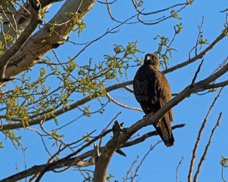 swainson's hawk,水平画幅,食肉鸟,无人,鸟类,鹰鹫科,老鹰,树,捕食,摄影