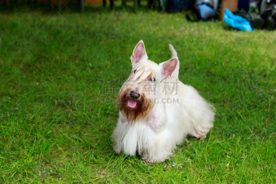 狗,纯种犬,苏格兰粗毛猎狐犬,长发,夏天,白色,绿色,可爱的,干净,自然