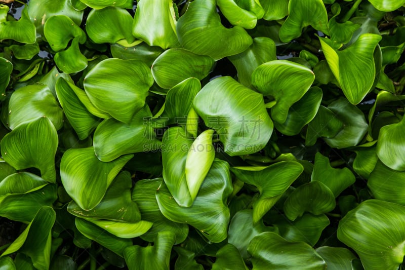 凤眼莲,浮萍,风信子,水生植物,水平画幅,无人,夏天,特写,淡水,植物