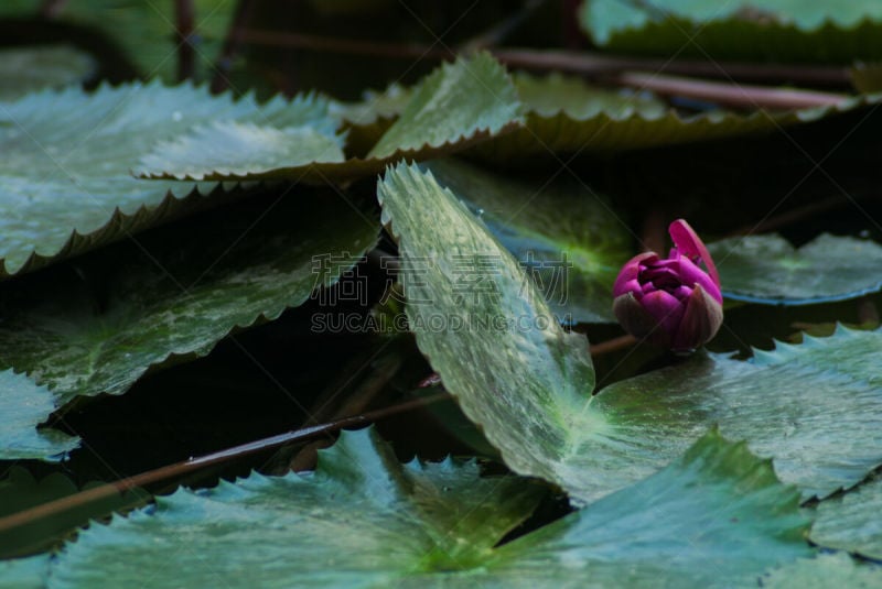 水,莲花坐式,印度,红色,蓝湖,正面视角,美,艺术,荷花,水平画幅