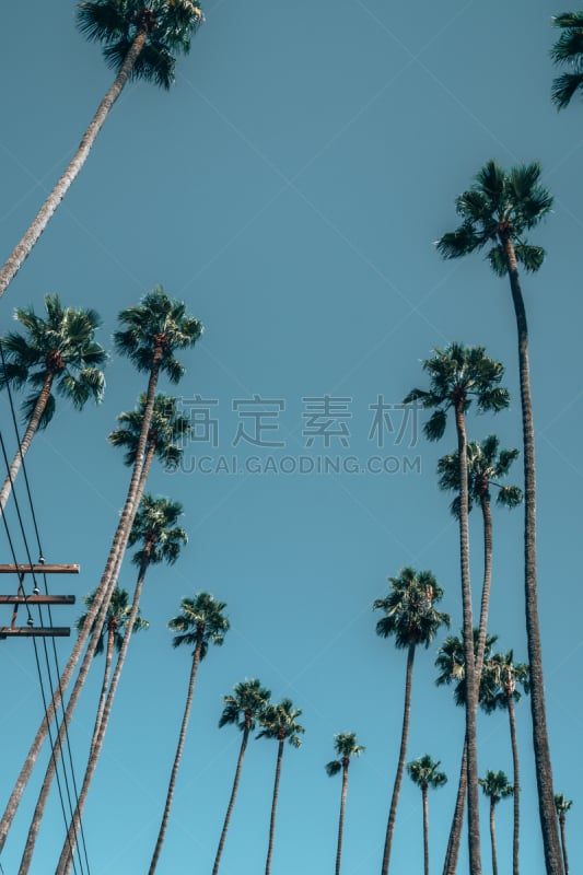 夏天,洛杉矶,棕榈树,热,自然美,白昼,城市生活,好莱坞,自然界的状态,热带气候