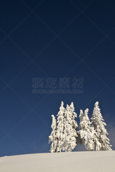 雪,蓝色,杉树,组物体,天空,深的,垂直画幅,留白,林区,挪威云杉