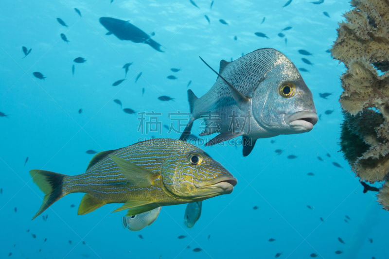 蓝斑鲈,马盖特,黑色,水平画幅,水肺潜水,无人,荷兰加勒比海,Gruntfish,海洋,摄影