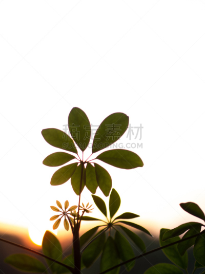 植物,垂直画幅,天空,新的,无人,夏天,阴影,特写,明亮,花蕾