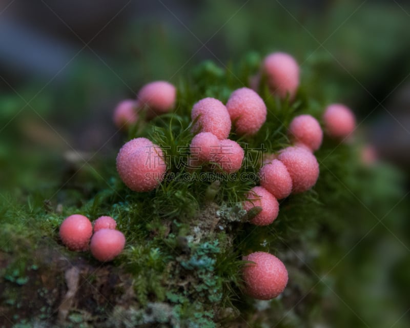 泥泞的,粉色,苔藓,树桩,绿色,马勃菇,纹理效果,地衣,牛奶,品红色