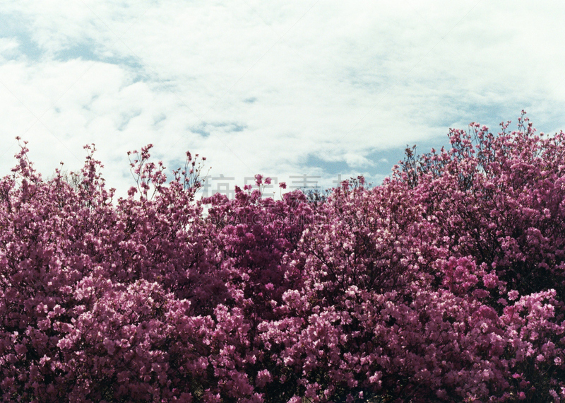 杜鹃花,自然,天空,水平画幅,无人,蓝色,户外,云景,自然美,春天