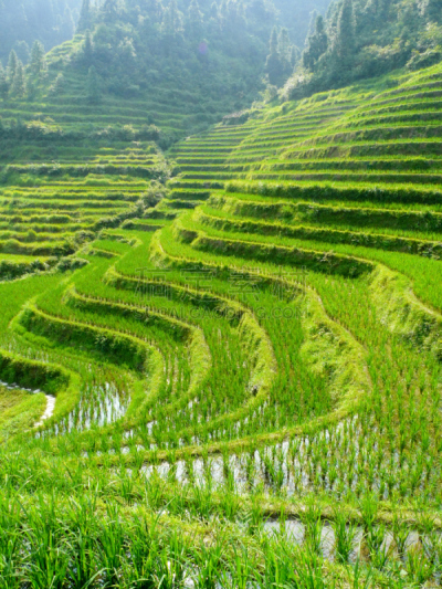 田地,稻,垂直画幅,地形,山,景观设计,夏天,户外,广西壮族自治区,东亚人