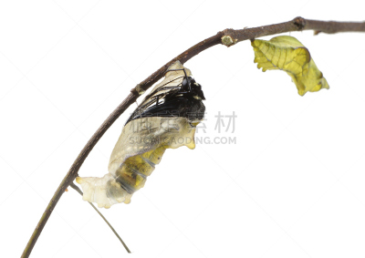pipevine swallowtail butterfly,蝴蝶,凤尾蝶,茧,自然,无脊椎动物,野生动物,水平画幅,蓝色,节肢动物