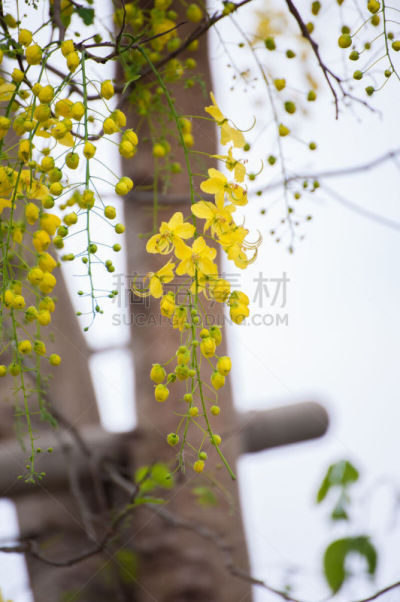 蓝色,花朵,云实亚科,蓝茉莉,垂直画幅,户外,特写,泰国,植物,悬挂的