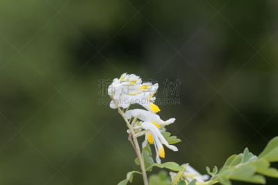 紫堇,温带的花,美,水平画幅,无人,户外,特写,五福花,植物,彩色图片