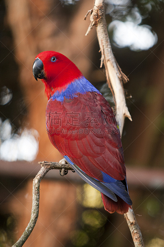 折衷鹦鹉,雌性动物,自然,垂直画幅,红色,野生动物,无人,鸟类,鹦鹉,澳大利亚