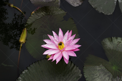 荷花,自然,水平画幅,睡莲,无人,户外,多巴湖,特写,岛,苏门答腊印度尼西亚