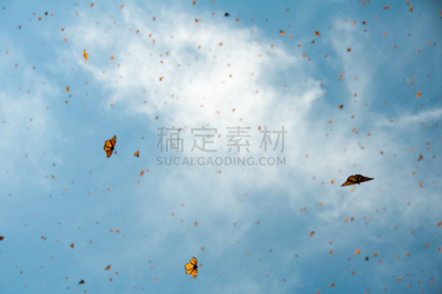 密歇根州 ,墨西哥,黑脉金斑蝶生态保护区,水平画幅,蝴蝶,无人,墨西哥中部,野外动物,户外,拉丁美洲