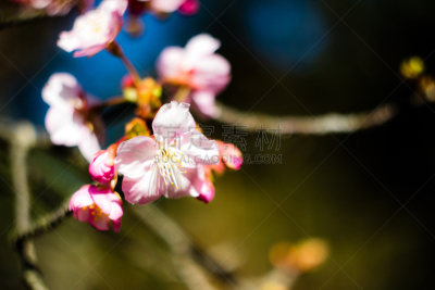 春天,李子,开端,正面视角,天空,美,水平画幅,户外,特写,植物
