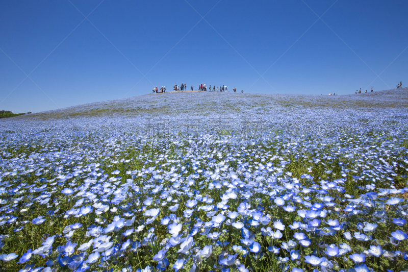 喜林草,日立海滨公园,花头,春天,植物,水平画幅,无人,紫色,baby blue eye flower,2015年