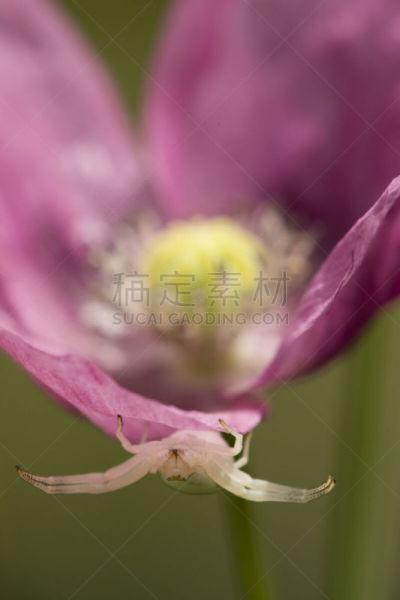 蟹蛛,夏天,紫色,自然,图像,垂直画幅,特写,无人,花朵,花瓣