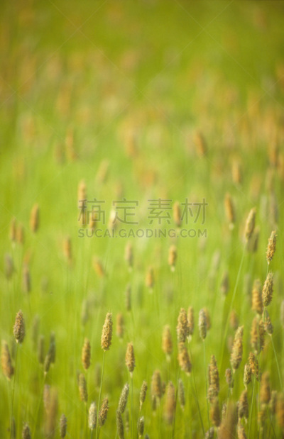 旷野,草,垂直画幅,停泊的,摩尔人风格,草类,无人,2015年,bodmin moor,摄影