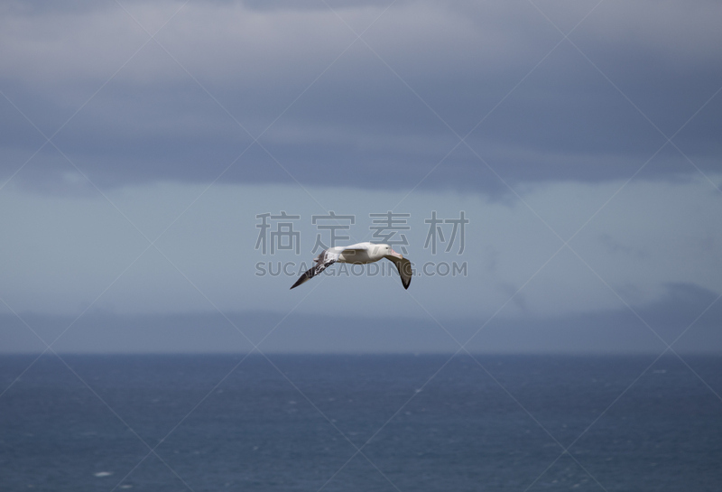 漂泊信天翁,普里昂岛,南乔治亚岛,水,天空,美,气候,水平画幅,雪,无人