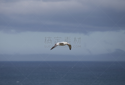 漂泊信天翁,普里昂岛,南乔治亚岛,水,天空,美,气候,水平画幅,雪,无人