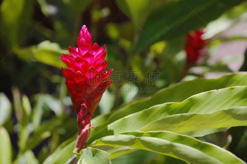 紫姜 生姜 太平洋岛屿 热带气候 仅一朵花 枝繁叶茂 色彩鲜艳 自然美 户外 花图片素材下载 稿定素材