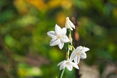 水仙花,水平画幅,秋天,无人,日本,藤泽市,白色,春天,植物,十二月