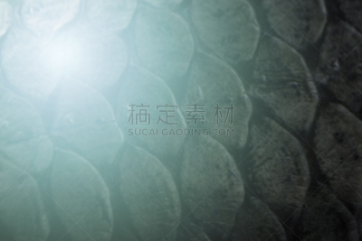 纹理,动物的鳞,单色图片,水,边框,艺术,水平画幅,动物身体部位,工作室,俄罗斯