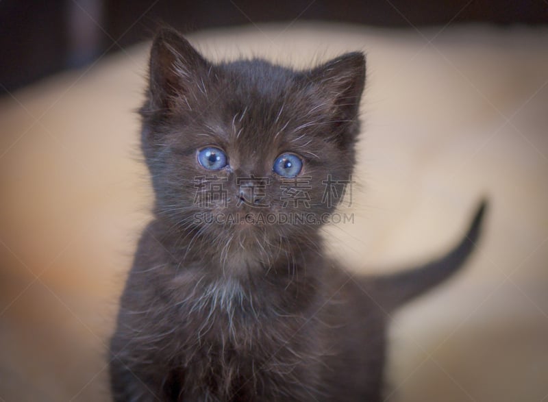 仙后座,女儿,西伯利亚猫,波斯猫,猪嘴,水平画幅,可爱的,猫科动物,乌克兰,肖像