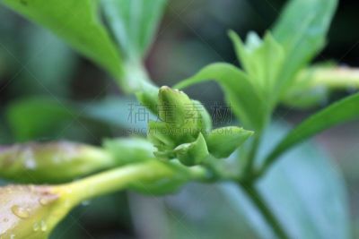 仅一朵花,黄色,黄金,毛莨科,雨滴,品牌名称,鹭管鱼,花蕾,杯,花
