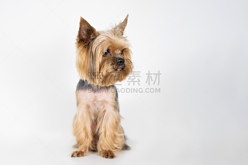 白色背景 狗 约克郡犬 可爱的 宠物 纯种犬 梗犬 背景分离 图像 哈巴狗图片素材下载 稿定素材