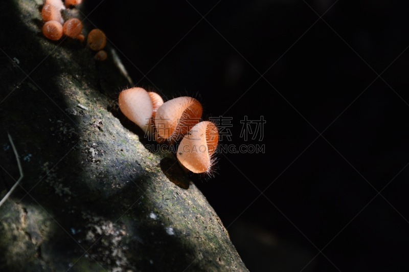 真菌,盘菌科,孢子,自然,水平画幅,无人,蘑菇,户外,野生植物,树林
