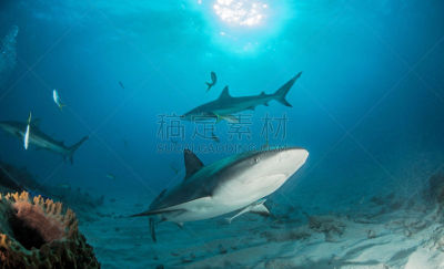 巴哈马国,礁鲨,水,水平画幅,水肺潜水,无人,水下,鲨鱼,夏天,户外