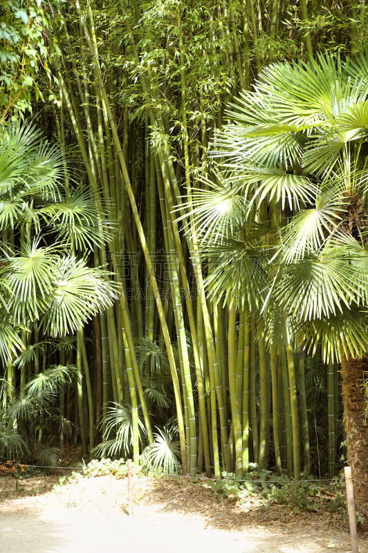 安杜兹,竹,种植园,竹林,清新,法国,热带气候,环境,禅宗,植物