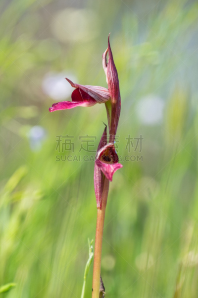 垂直画幅,美,兰花,舌头,舌扁桃体,红花头蕊兰,美丽达岛,梅里达,人的嘴,鸟类