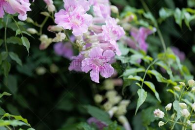 粉色,清新,法国,春天,有蔓植物,植物,落叶树,户外,紫薇科树,幸福