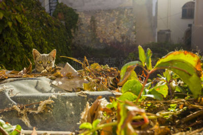 野生猫科动物,克里特岛,城镇,希腊诸岛,雷西姆农,度假胜地,水平画幅,无人,古老的,商店