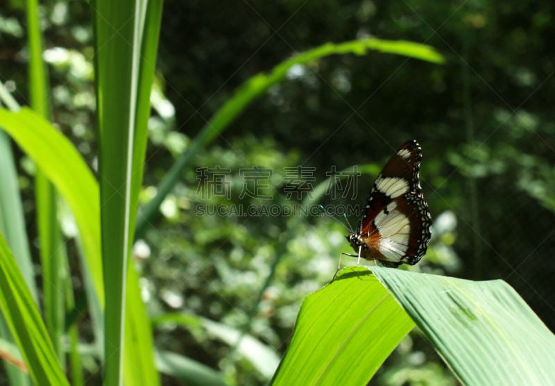 蝴蝶,叶子,绿色,旖斑蝶,水平画幅,动物身体部位,夏天,户外,生物学,特写