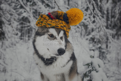 阿拉斯加雪橇犬,狗,帽子,爱斯基摩犬,雪橇犬,莱卡犬,水平画幅,圣诞节,雪,猎犬