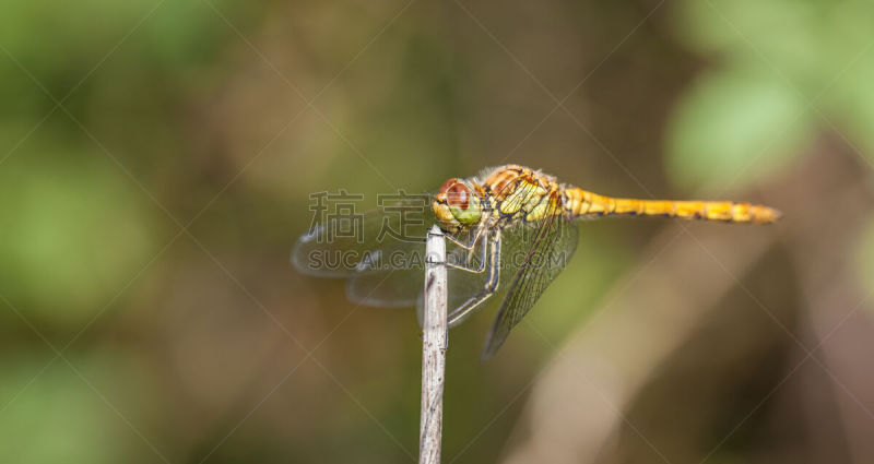 条斑赤蜻,蜻蜓,野外动物,雌性动物,自然,褐色,野生动物,水平画幅,巨大的,动物身体部位