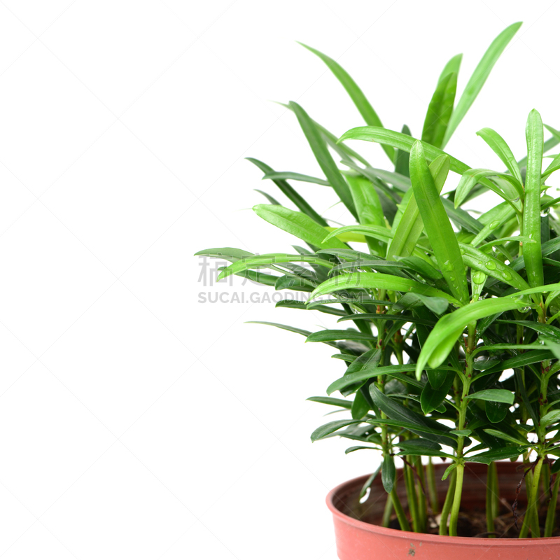 植物,锅,住房,罗汉松国家公园,紫杉,自然,住宅房间,厄瓜多尔,无人,方形画幅