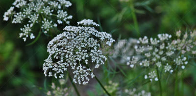 queen annes lace,野胡萝卜花,二年生植物,伞形科,温带的花,美,水平画幅,园艺,夏天,户外