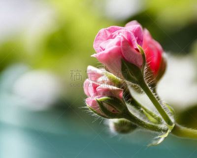 花蕾,天竺葵,粉色,野生老鹳草,开粉花的山茱萸,箭木,金花菊,水平画幅,无人,特写